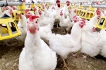 Bird flu 2024, Bird flu, bird flu outbreak in the usa triggers doubts, World health organization