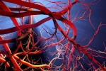 Blood Vessels Stretch experts, Blood Vessels Stretch breaking, how far can blood vessels stretch if laid out end to end, Facts