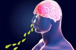 Brain-Eating Amoeba, Brain-Eating Amoeba, brain eating amoeba in kerala why and how it spreads, Baby