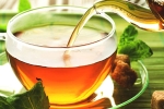 anti-bacteria, properties, is consuming tea linked to immunity, Harvest