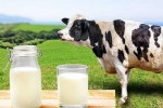 Cow Milk Protein good for health, Cow Milk Protein latest, can cow milk protein lead to type 1 diabetes, Story