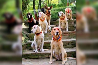 Dogs Get Royal Treatment During Festival Of Lights Dogs Get Royal Treatment During Festival Of Lights},{Dogs Get Royal Treatment During Festival Of Lights