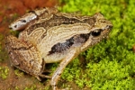 South Indian Frog Mucus Kills H1 Influenza Virus, South Indian Frog Mucus Kills H1 Influenza Virus, south indian frog mucus kills flu virus, Antiviral drug