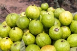 Guava bad for which people, Guava bad for whom, who should be careful with guava, Summer Guava bad for which people, Guava bad for whom, who should be careful with guava, Summer