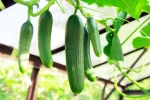 Cucumber new updates, Cucumber, hack to grow cucumber is going viral for all the right reasons, Happiness