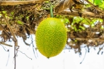 Snake Venom harmful, Snake Venom neutrailization, this miraculous plant can neutralise snake venom in minutes, Ayurveda