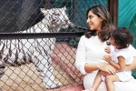 Klin Kaara, Klin Kaara, klin kaara meets her namesake tigress on second birthday, Ott