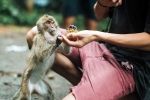Monkey Bite latest, Monkey Bite advise, what to do after a monkey bite, Animal Monkey Bite latest, Monkey Bite advise, what to do after a monkey bite, Animal