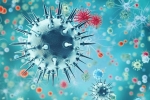 new virus, China, a new virus discovered in china is another pandemic on the way, Swine flu