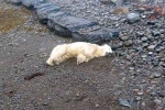 Polar Bear In Iceland shot, Polar Bear In Iceland latest, polar bear appears in iceland for the first time in 8 years, Northwest iceland