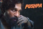 Allu Arjun updates, Allu Arjun news, pushpa to be released in two installments, Puspha