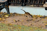 Rat Tourism in New York, New York Tourism, must experience trend in new york city, Times square
