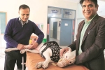 NRI visits India for surgery of his pet dog, NRI news, nri visits india for pet surgery, Shawna pandya