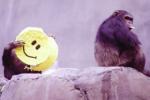 Smiles originated 30 million years ago, Smiles, smiles originated 30 million years ago, Grimace