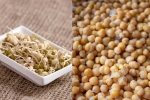 Sprouts vs Boiled Chana which is better, Sprouts vs Boiled Chana health experts, sprouts vs boiled chana for weight loss, Us journal Sprouts vs Boiled Chana which is better, Sprouts vs Boiled Chana health experts, sprouts vs boiled chana for weight loss, Us journal