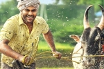 Sreekaram cast, Sreekaram cast, sharwanand s sreekaram trailer released, Yuvraj Sreekaram cast, Sreekaram cast, sharwanand s sreekaram trailer released, Yuvraj