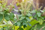 tulsi for dandruff, tulsi leaves for pimples, tulsi for skin how this indian herb helps in making your skin acne free glowing, Scabies