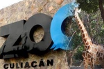 Coronavirus lockdown, nurseries and aquariums, animals abandoned during coronavirus lockdown are rescued by a zoo in mexico, Plight