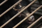 bear bile, bear bile, bear bile touted as a potent coronavirus treatment by china, South east asia bear bile, bear bile, bear bile touted as a potent coronavirus treatment by china, South east asia
