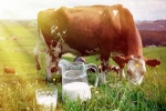 Cow Milk good for health, Cow Milk uses, ten health benefits of consuming cow milk, Older people