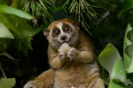 Slow lorises, Animal, cute but deadly the critically endangered slow lorises, Endandgered species