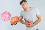 Fatty Liver health, Fatty Liver breaking, fatty liver can be reversed in just one month, Periods