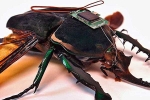 Robotized Cockroaches for buildings, Robotized Cockroaches updates, insects robotized to hunt for survivors in a collapsed building, Robotized cockroaches