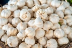 Garlic Vs Mosquito Repellent, Garlic Vs Mosquito Repellent facts, is garlic a mosquito repellent, Dengue Garlic Vs Mosquito Repellent, Garlic Vs Mosquito Repellent facts, is garlic a mosquito repellent, Dengue