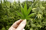 John Collin, Pennsylvania, pennsylvania permits 12 applicants to grow marijuana, John collin