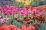 PA Event, Pennsylvaina Events, philadelphia flower show, Sylvain PA Event, Pennsylvaina Events, philadelphia flower show, Sylvain