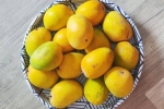 Soak Mangoes health benefits, Soak Mangoes latest, soak mangoes for 30 minutes before eating, Uss Soak Mangoes health benefits, Soak Mangoes latest, soak mangoes for 30 minutes before eating, Uss