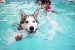 Swimming Dog Fitness tips, Swimming for dogs, how can swimming boost your dog s fitness, Li lo in rehab