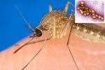 USA, West Nile Virus symptoms, russia warns of west nile virus, Joint pains