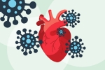 COVID-19, coronavirus, covid 19 can lead to heart complications not found in any other disease study, Heart muscle