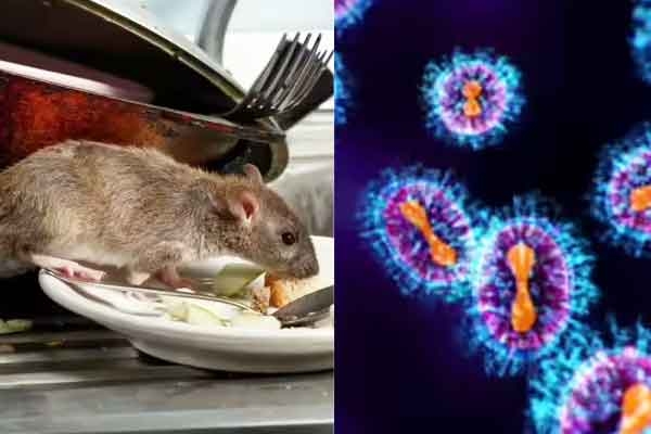 Is Hantavirus Mutating to Become More Contagious? Is Hantavirus Mutating to Become More Contagious?